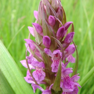 Photographie n°62467 du taxon Dactylorhiza incarnata (L.) Soó [1962]