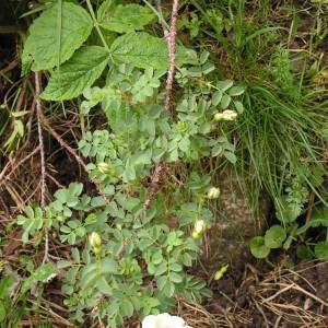 Photographie n°62512 du taxon Rosa pimpinellifolia L. [1759]