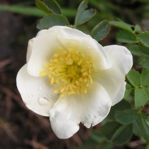 Photographie n°62513 du taxon Rosa pimpinellifolia L. [1759]
