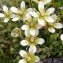  Alain Bigou - Saxifraga bryoides L. [1753]