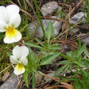 Photographie n°62529 du taxon Viola tricolor L. [1753]