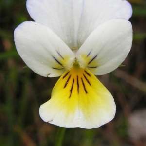 Photographie n°62530 du taxon Viola tricolor L. [1753]