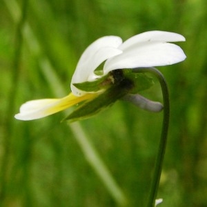 Photographie n°62531 du taxon Viola tricolor L. [1753]