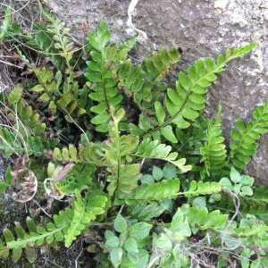 Photographie n°62545 du taxon Asplenium marinum L.