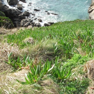 Photographie n°62549 du taxon Carpobrotus edulis (L.) N.E.Br.