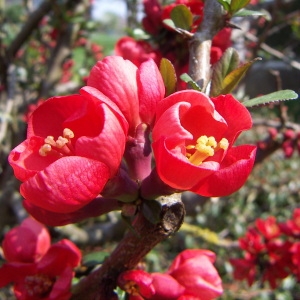 Chaenomeles japonica var. pygmaea Maxim. (Cognassier du Japon)