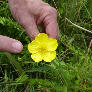 Ranunculus lingua L. (Grande Douve)