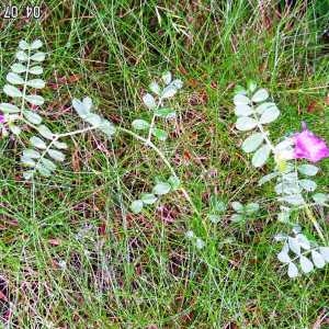 Photographie n°62562 du taxon Vicia pyrenaica Pourr. [1788]