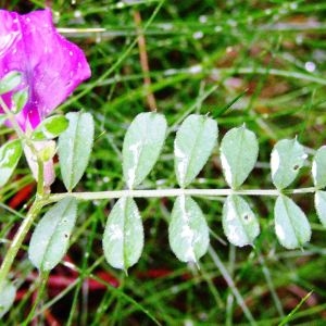 Photographie n°62564 du taxon Vicia pyrenaica Pourr. [1788]