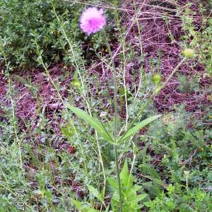 Photographie n°62569 du taxon Knautia dipsacifolia (Host) Kreutzer [1840]