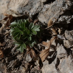  - Potentilla caulescens L. [1756]