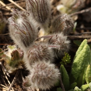 Anemone montana Hoppe ex Sturm (Pulsatille des montagnes)