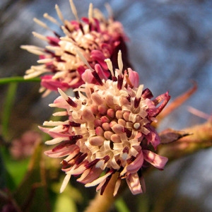 Tussilago fragrans Vill. (Pétasite des Pyrénées)