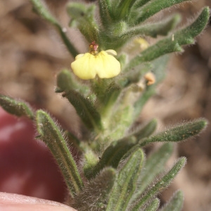 Photographie n°62597 du taxon Ajuga pseudoiva Robill. & Castagne ex DC. [1815]