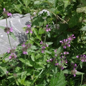 Photographie n°62615 du taxon Clinopodium vulgare L.