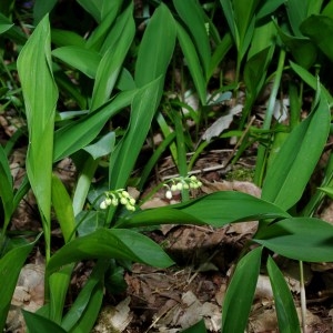 Photographie n°62618 du taxon Convallaria majalis L. [1753]