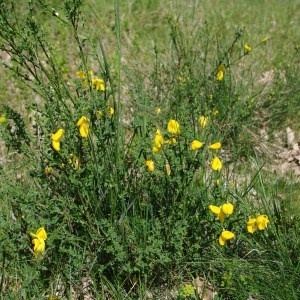 Photographie n°62622 du taxon Cytisus scoparius (L.) Link [1822]