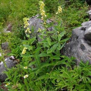 Photographie n°62623 du taxon Digitalis grandiflora Mill. [1768]