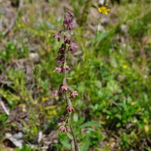 Photographie n°62626 du taxon Epipactis atrorubens (Hoffm.) Besser [1809]