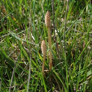 Photographie n°62627 du taxon Equisetum arvense L. [1753]