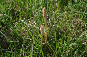 Jean-Luc Gorremans, le  9 avril 2011 (Moigny-sur-École)