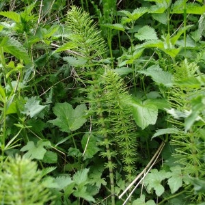 Photographie n°62628 du taxon Equisetum telmateia Ehrh. [1783]