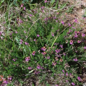 Photographie n°62629 du taxon Erica cinerea L. [1753]