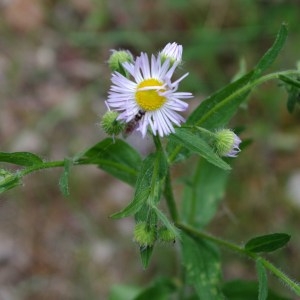 Photographie n°62630 du taxon Erigeron annuus (L.) Desf. [1804]