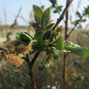  - Salix repens var. dunensis (Rouy) P.Fourn. [1935]