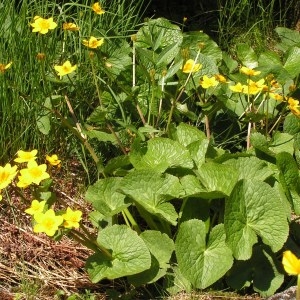 Photographie n°62670 du taxon Caltha palustris f. palustris 