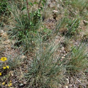  - Festuca marginata (Hack.) K.Richt. [1890]