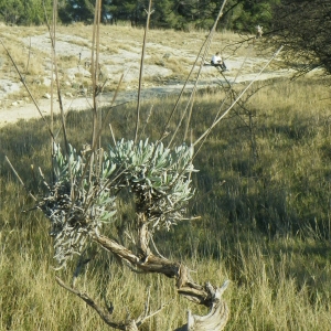 Photographie n°62693 du taxon Lavandula angustifolia Mill. [1768]