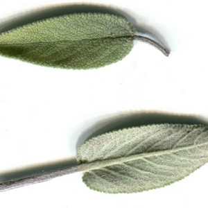 Photographie n°62713 du taxon Salvia officinalis L. [1753]