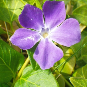 Photographie n°62719 du taxon Vinca major L.