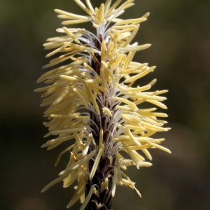 Photographie n°62729 du taxon Carex glauca Scop. [1772]
