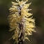 Annie GAULIARD-DIENG - Carex glauca Scop. [1772]