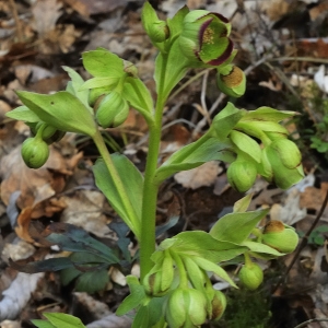 Photographie n°62755 du taxon Helleborus foetidus L. [1753]