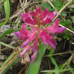 Onobrychis pyrenaica (Sennen) Sennen ex Sirj. (Sainfoin des Pyrénées)