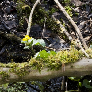 Photographie n°62780 du taxon Caltha palustris L. [1753]