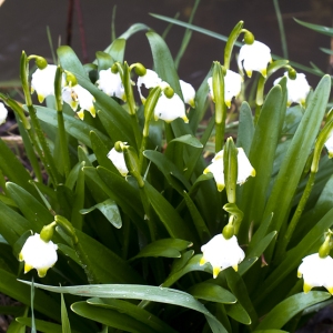 Photographie n°62781 du taxon Leucojum vernum L. [1753]