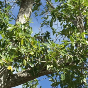 Photographie n°62814 du taxon Tabebuia heterophylla (DC.) Britton