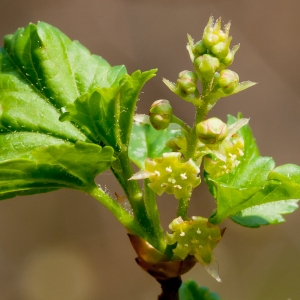 Photographie n°62826 du taxon Ribes alpinum L. [1753]