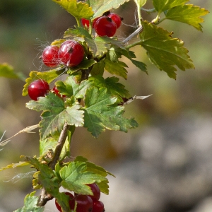 Photographie n°62828 du taxon Ribes alpinum L. [1753]