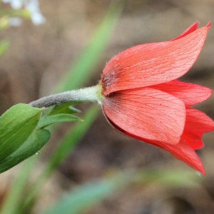 Anemone hortensis subsp. pavonina (Lam.) Arcang. (Anémone écarlate)