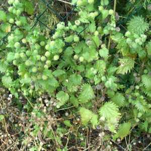 Photographie n°62846 du taxon Urtica pilulifera L. [1753]