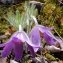  liliane Pessotto - Pulsatilla vulgaris var. costeana Aichele & Schwegler