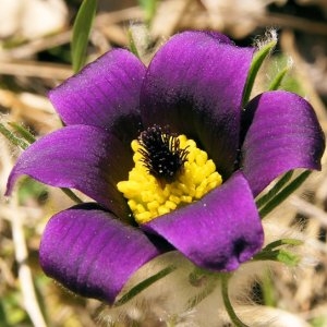 Photographie n°62856 du taxon Pulsatilla vulgaris var. costeana Aichele & Schwegler