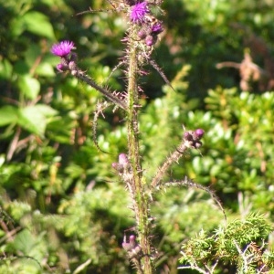 Photographie n°62874 du taxon Cirsium palustre (L.) Scop. [1772]