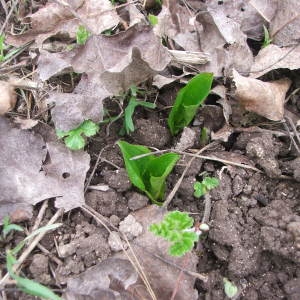 Photographie n°62881 du taxon Arum maculatum L. [1753]