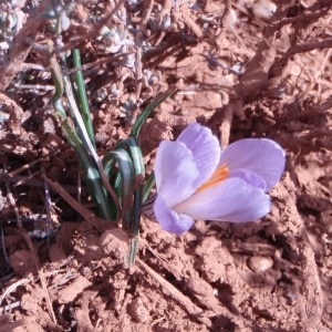 Photographie n°62883 du taxon Crocus versicolor Ker Gawl. [1808]